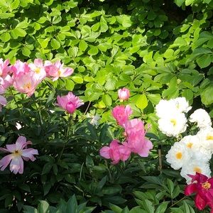 Meet your Posher, Bruce